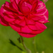 Ranunculus