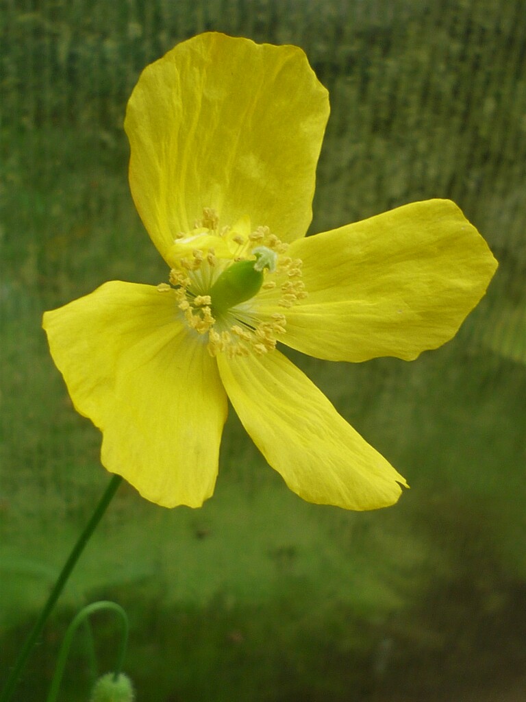 Greenhouse Poppy by countrylassie