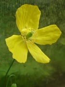 21st Aug 2024 - Greenhouse Poppy