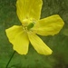 Greenhouse Poppy