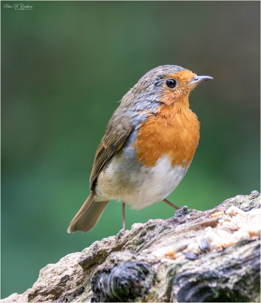 Little Robin by pcoulson