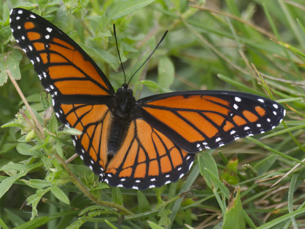 viceroy butterfly by rminer