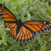 viceroy butterfly