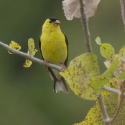 29th Aug 2024 - American goldfinch 