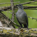 Gray catbird by rminer