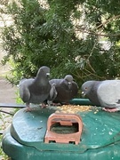 29th Aug 2024 - Chop Suey Day