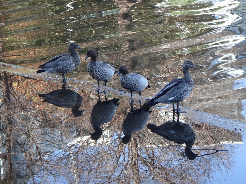 Ducks all lined up and looking good... by robz