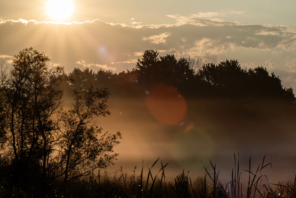 Swamp Mist by darchibald