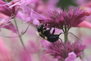 29th Aug 2024 - Gathering Pollen