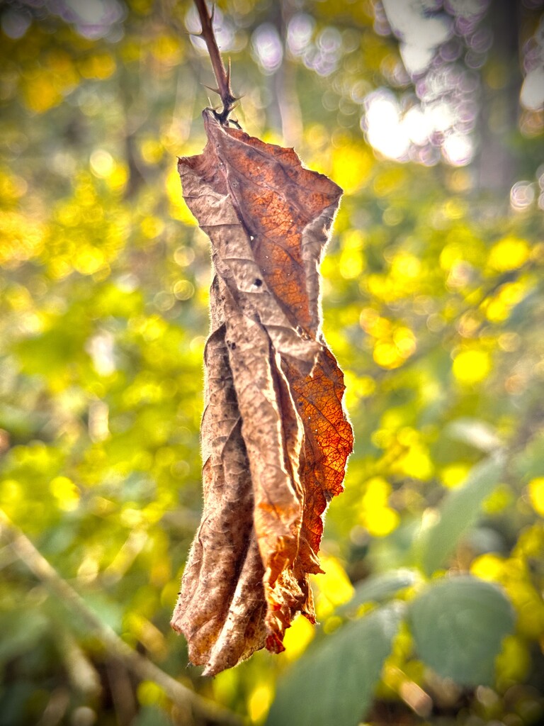 Bat out of Woods by jmdeabreu