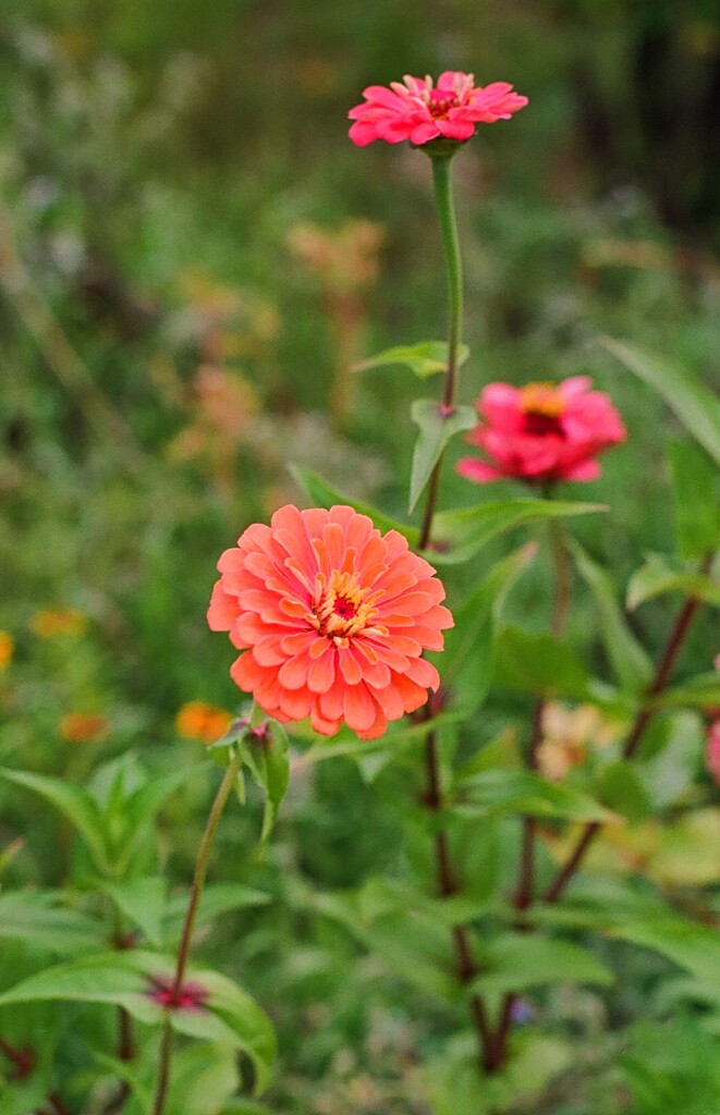 Zinnias by jackies365