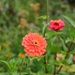 Zinnias