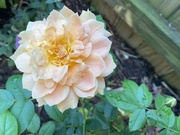 30th Aug 2024 - Rose No. 2