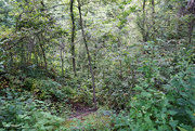 29th Aug 2024 - Forest