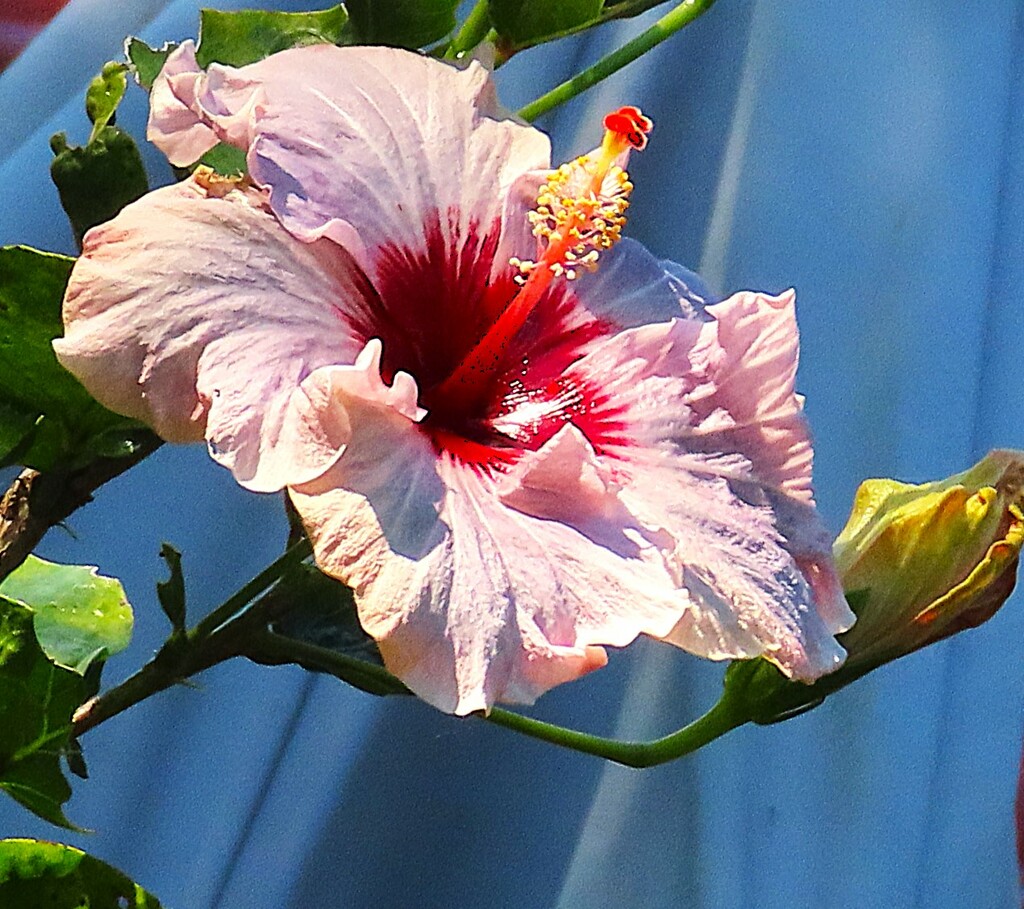 Hibiscus ..Such A Beauty ~ by happysnaps