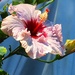 Hibiscus ..Such A Beauty ~