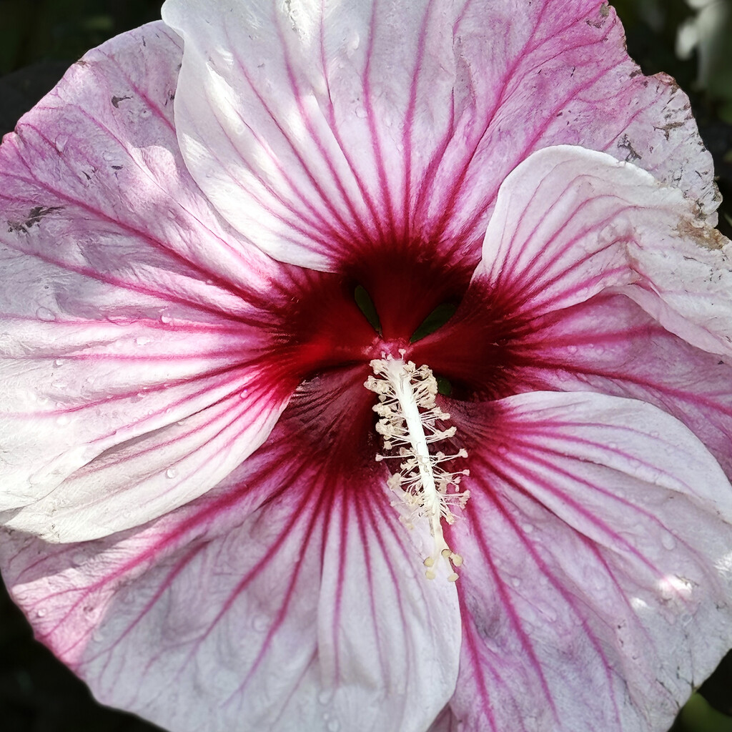 One Pink Flower Close-Up by yogiw