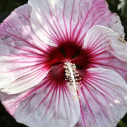 26th Aug 2024 - One Pink Flower Close-Up