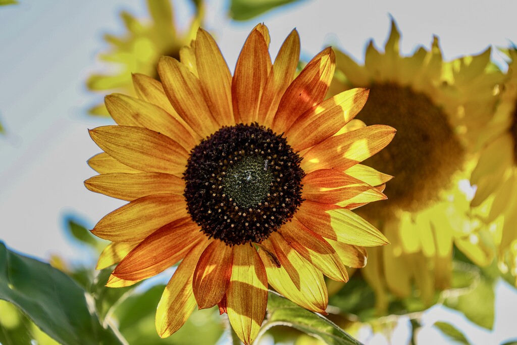 Helianthus annuus  by corinnec