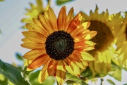 29th Aug 2024 - Helianthus annuus 