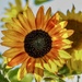 Helianthus annuus  by corinnec