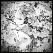 27th Aug 2024 - Ivy | Black & White