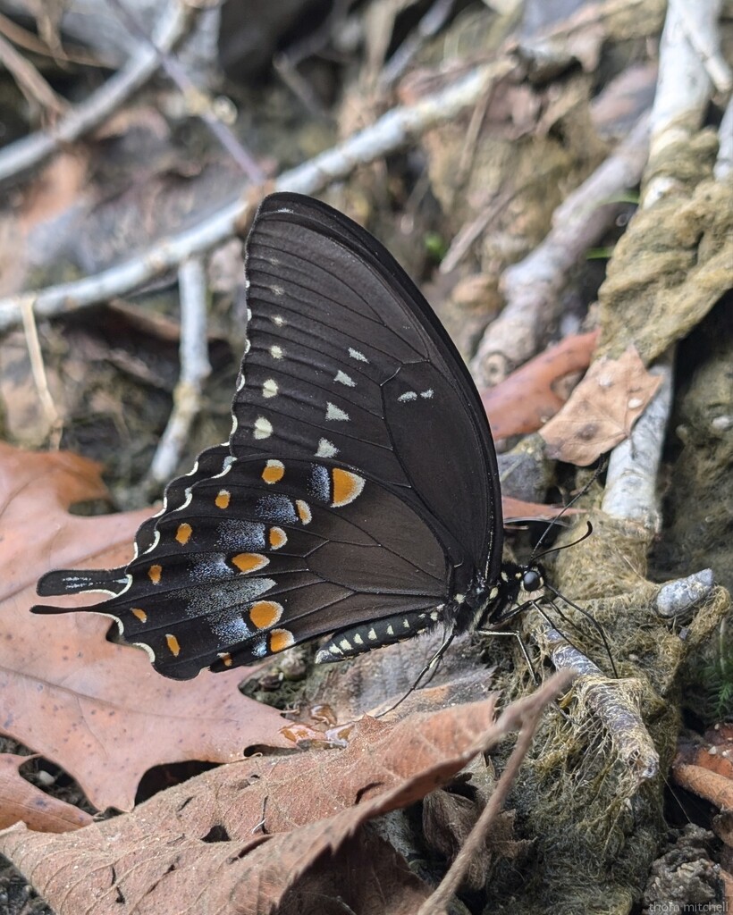 Spicebush Swallowtail by rhoing