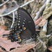 Spicebush Swallowtail