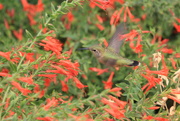 29th Aug 2024 - Hummer