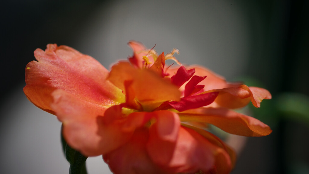 Portulaca by eudora