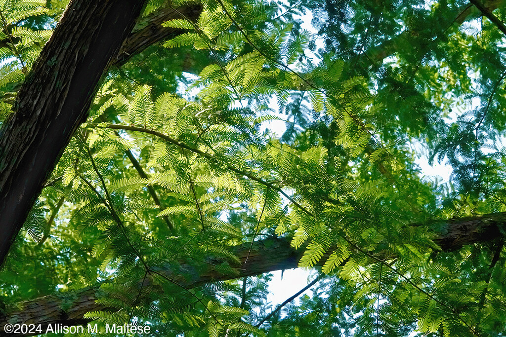 Under The Redwood by falcon11