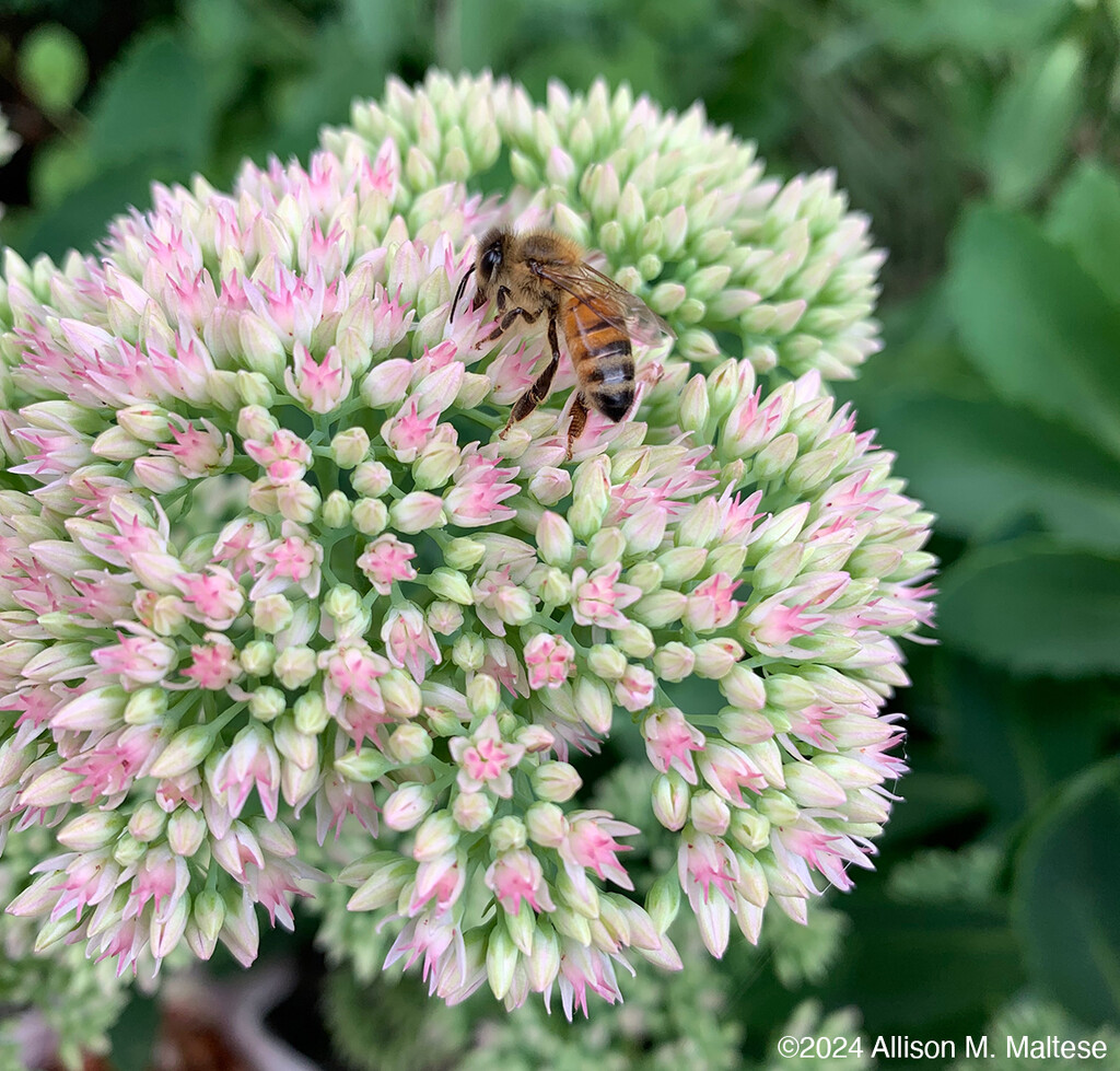 Early Sedum by falcon11