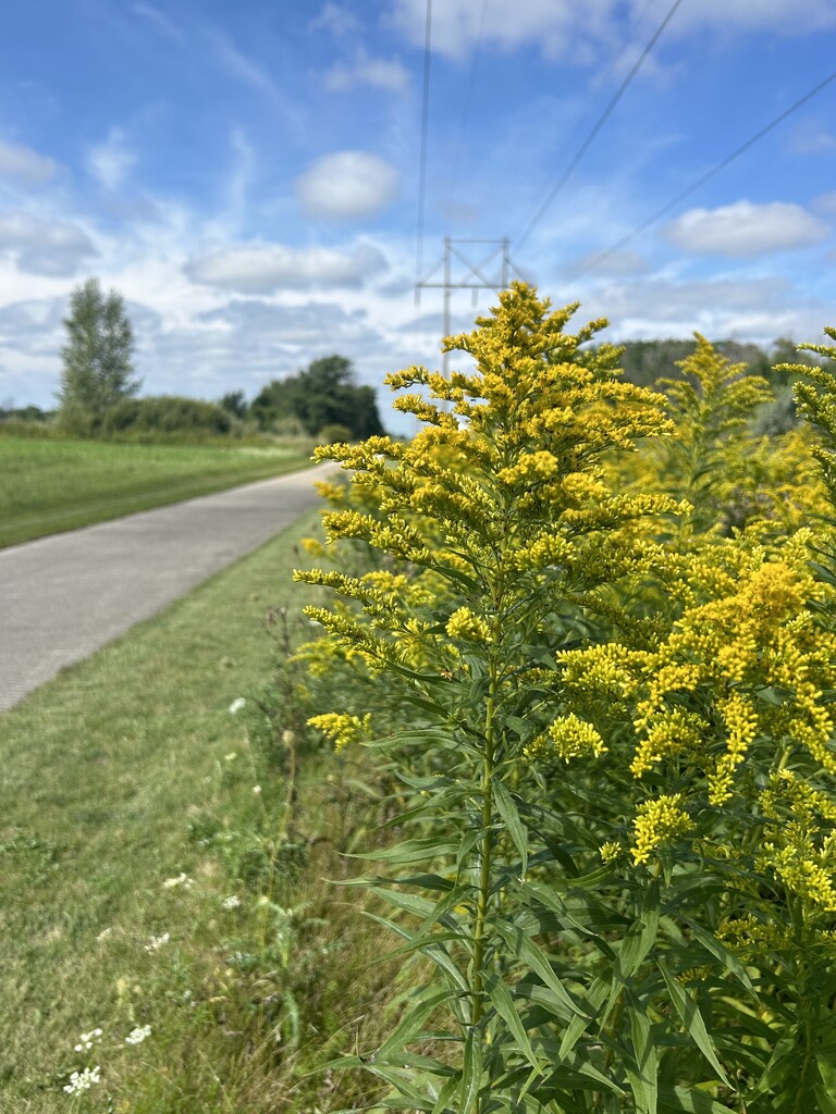 Lots of golden rod by mltrotter