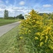 Lots of golden rod by mltrotter