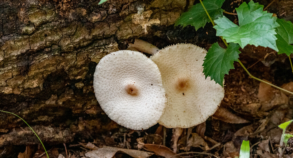 A Couple of Mushrooms! by rickster549