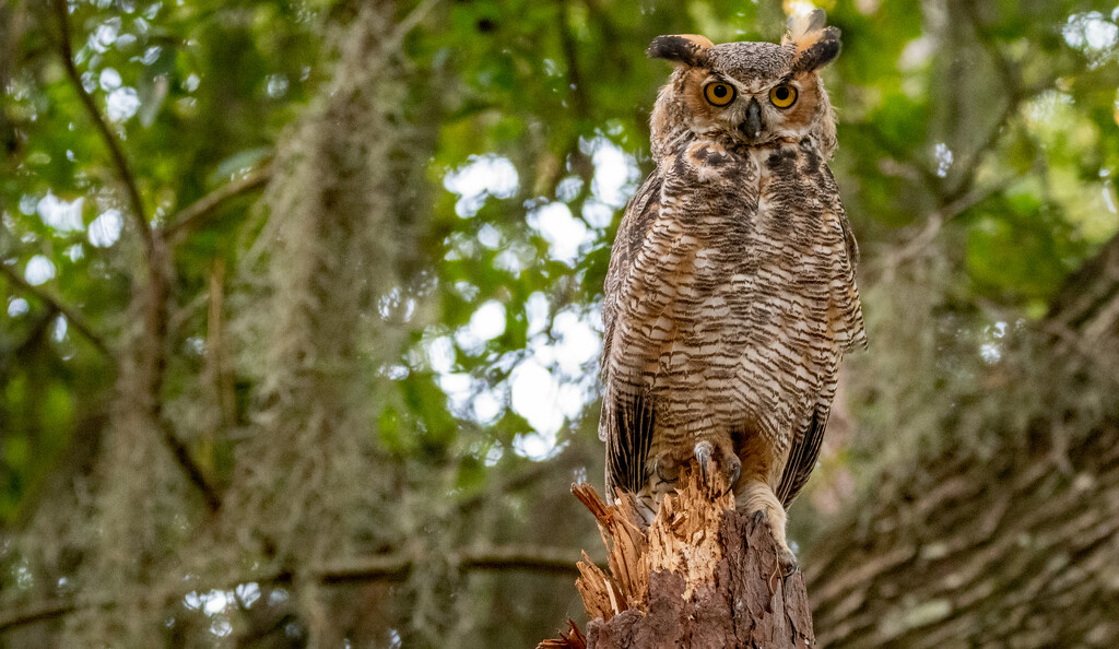 Great Horned Owl Juvenile! by rickster549