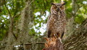 29th Aug 2024 - Great Horned Owl Juvenile!