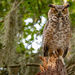 Great Horned Owl Juvenile! by rickster549