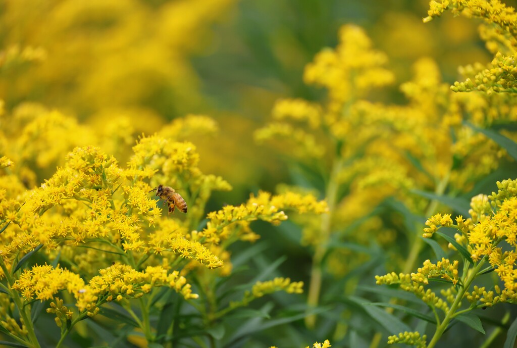 Bee somebody by edorreandresen