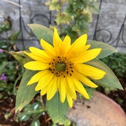 29th Aug 2024 - Small Sunflower 