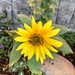 Small Sunflower  by dailypix