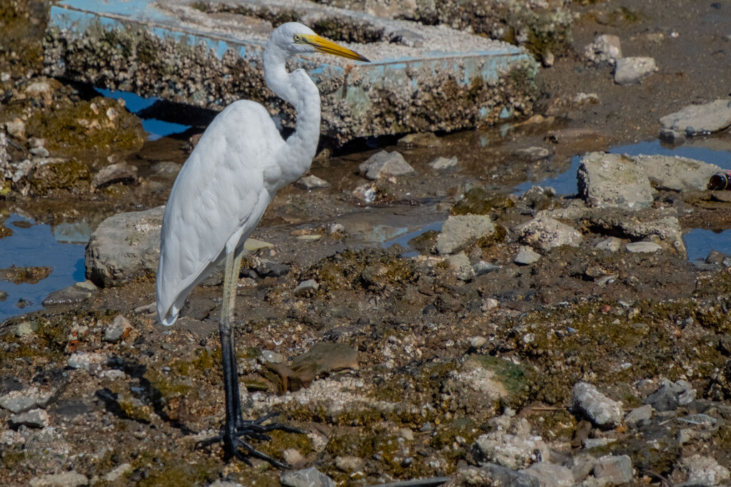 Naklua Egret by lumpiniman