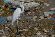 30th Aug 2024 - Naklua Egret