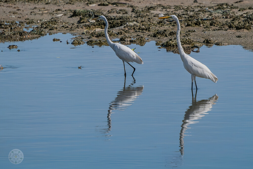 Naklua Egret by lumpiniman