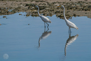 30th Aug 2024 - Naklua Egret