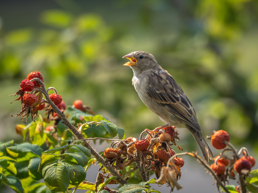 Dry and hot by haskar