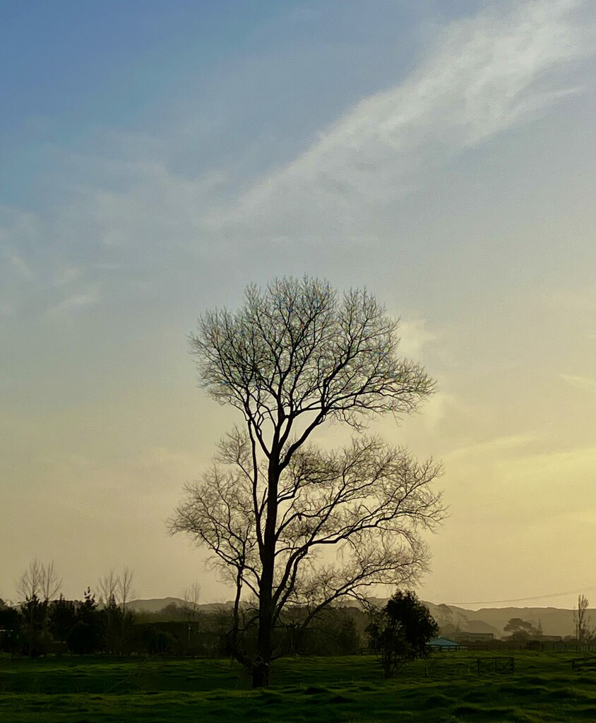 Winter tree by dide