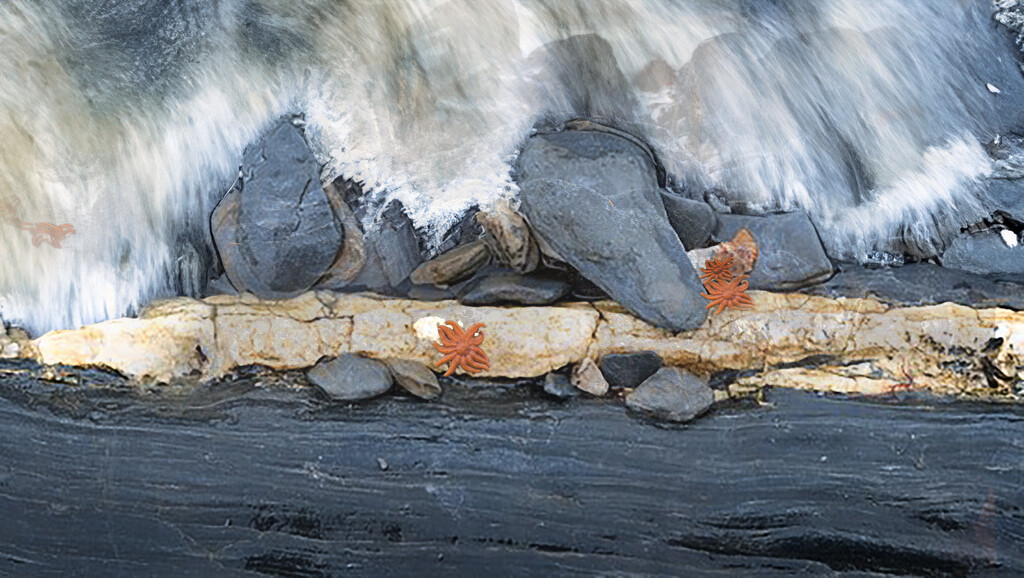 Rocks, waves and starfish by dkbarnett