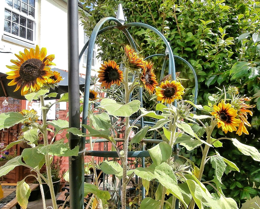 Sunflowers..... by cutekitty