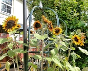 30th Aug 2024 - Sunflowers.....